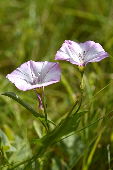Åkervinda, Convolvulus arvensis