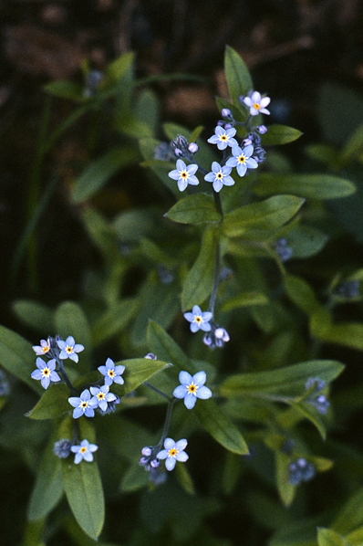 Äkta förgätmigej, Myosotis scorpioides