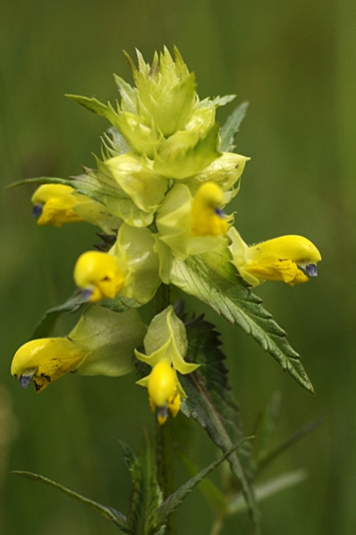 Äkta höskallra, Rhinanthus serotinus ssp. vernalis, Rhinanthus angustifolius ssp. grandiflorus