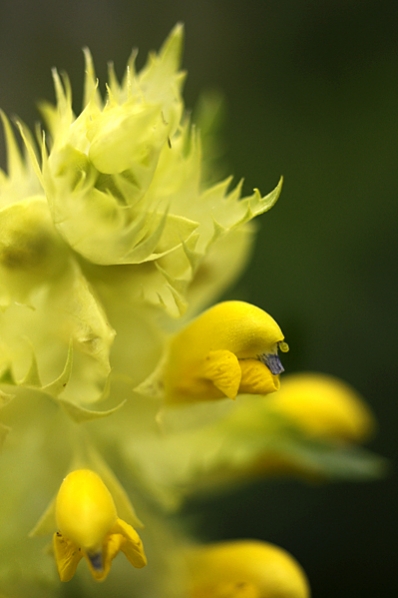 Äkta höskallra, Rhinanthus serotinus ssp. vernalis, Rhinanthus angustifolius ssp. grandiflorus