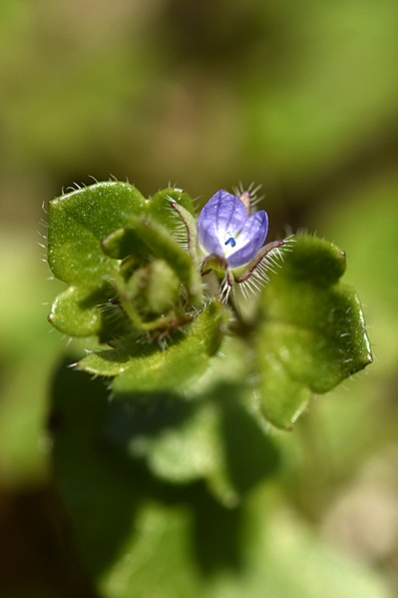 Äkta murgrönsveronika, Veronica hederifolia ssp. hederifolia