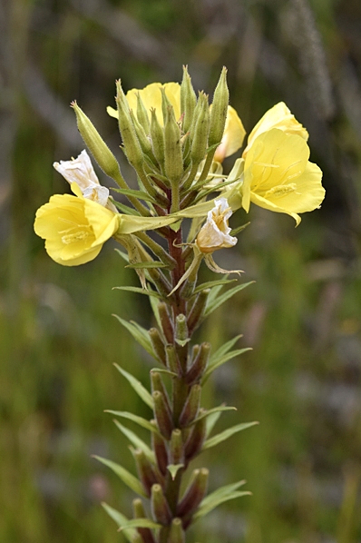 Äkta nattljus, Oenothera biennis, nattljus