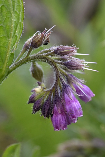 Äkta vallört, Symphytum officinale