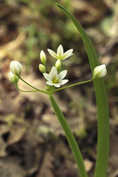 Italian garlic, Allium pendulinum