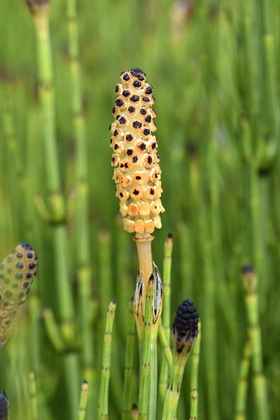 Ängsfräken, Equisetum pratense