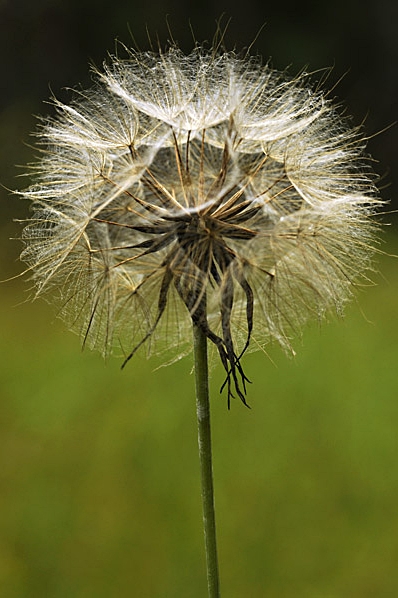 Ängshaverrot, Tragopogon pratensis