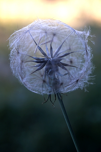 Ängshaverrot, Tragopogon pratensis