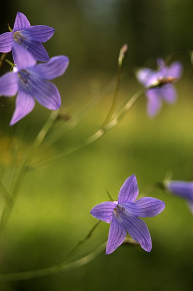 Ängsklocka, Campanula patula