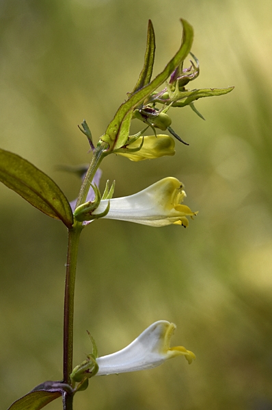 Ängskovall, Melampyrum pratense