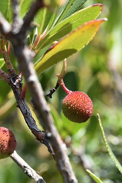 Smultronträd, Arbutus unedo