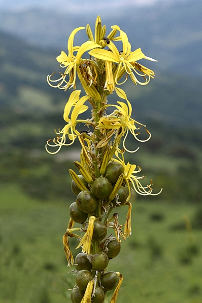 Junkerlilja, Asphodeline lutea