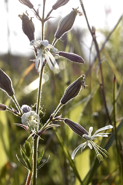 Backglim, Silene nutans