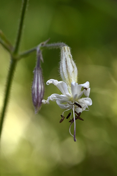 Backglim, Silene nutans