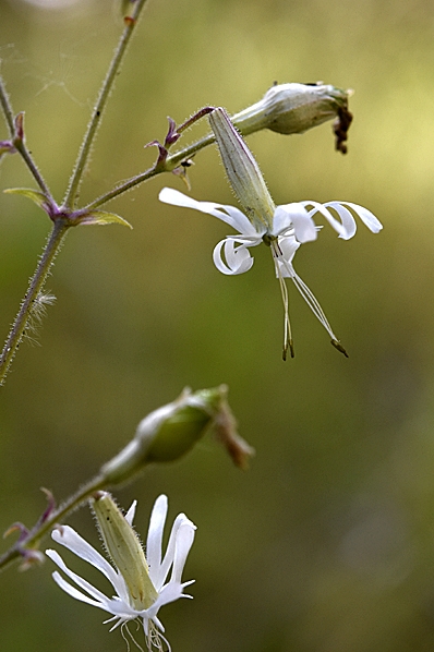 Backglim, Silene nutans