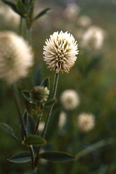 Backklöver, Trifolium montanum, klöver