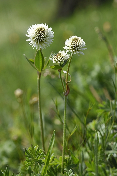 Backklöver, Trifolium montanum, klöver