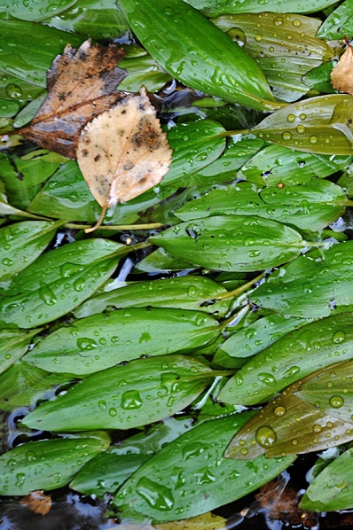 Bäcknate, Potamogeton polygonifolius