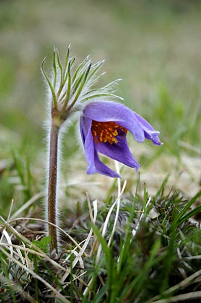 Backsippa, Pulsatilla vulgaris