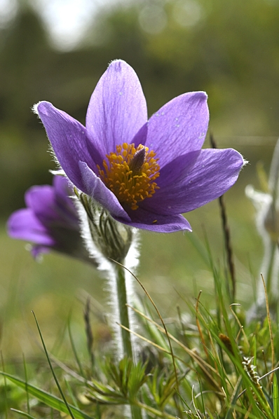 Backsippa, Pulsatilla vulgaris