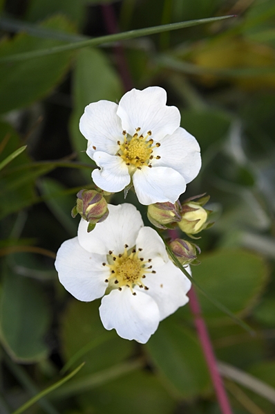 Backsmultron, Fragaria viridis