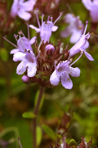 Backtimjan, Thymus serpyllum