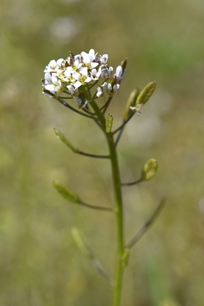Backskärvfrö, Noccaea caerulescens
