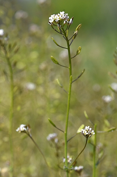 Backskärvfrö, Noccaea caerulescens