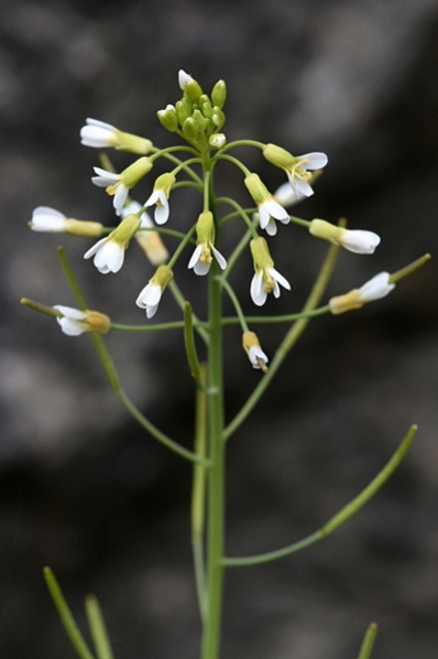 Backtrav, Arabidopsis thaliana