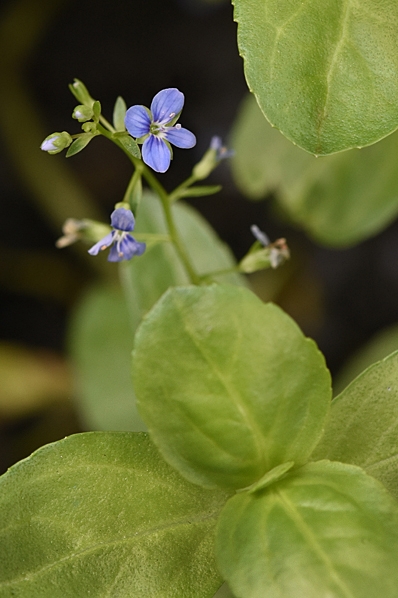 Bäckveronika, Veronica beccabunga