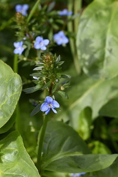 Bäckveronika, Veronica beccabunga