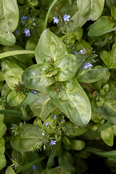 Bäckveronika, Veronica beccabunga