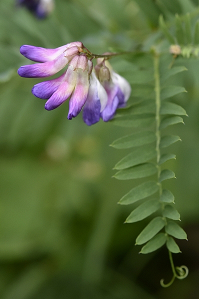 Backvicker, Vicia cassubica