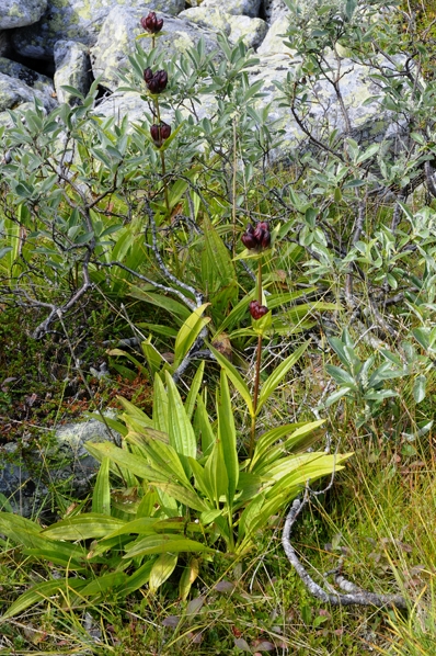 Baggsöta, Gentiana purpurea