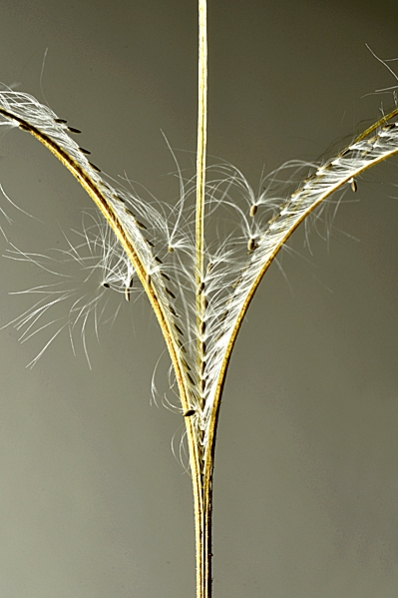 Bergdunört, Epilobium montanum