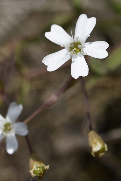 Bergglim, Atocion rupestre, Silene rupestris