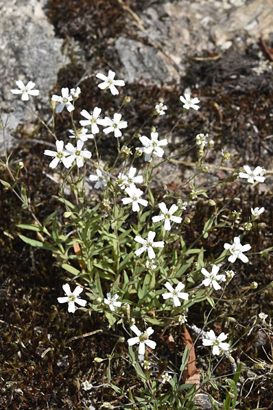 Bergglim, Atocion rupestre, Silene rupestris