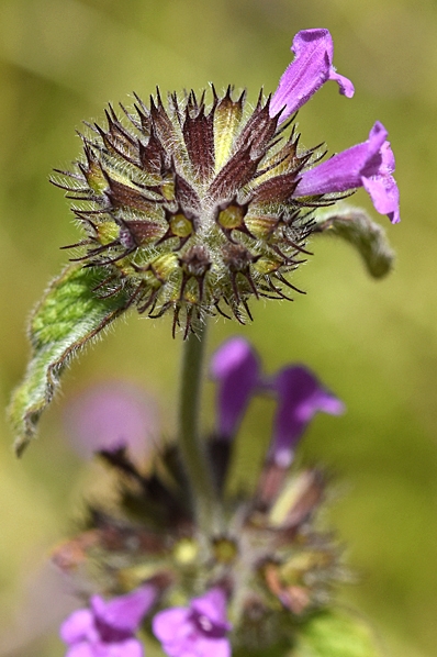 Bergmynta, Clinopodium vulgare, Satureja vulgaris
