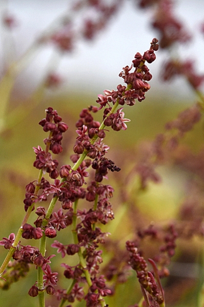 Bergsyra, Rumex acetosella