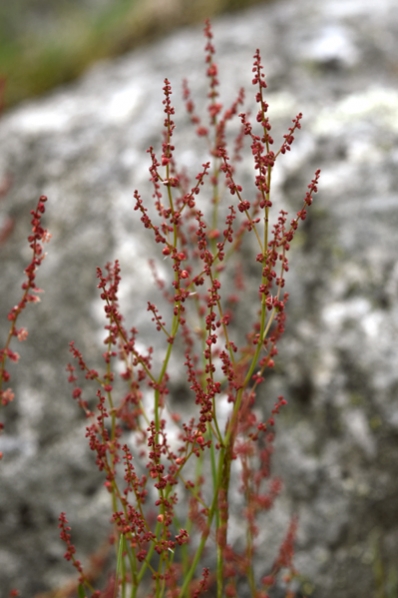 Bergsyra, Rumex acetosella