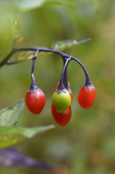 Besksöta, Solanum dulcamara