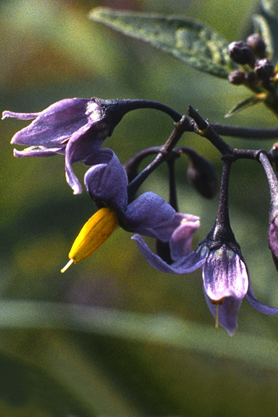 Besksöta, Solanum dulcamara