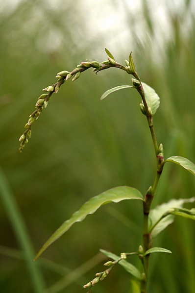 Bitterpilört, Persicaria hydropiper, pilört