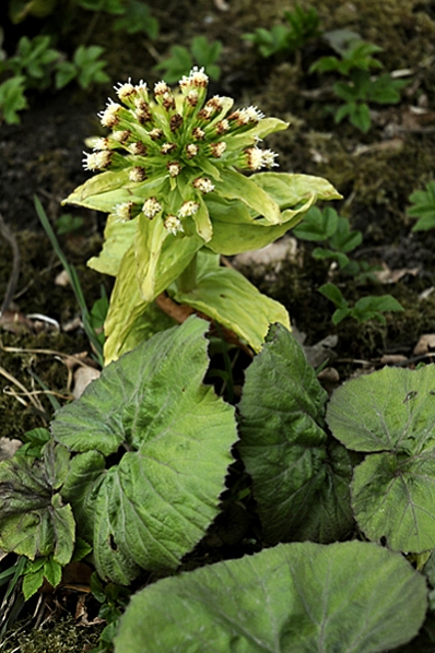 Bitterskråp, Petasites japonicus