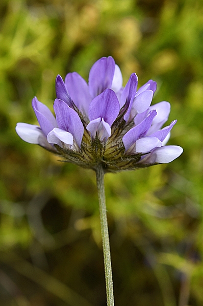 Sårväppling, Bituminaria bituminosa