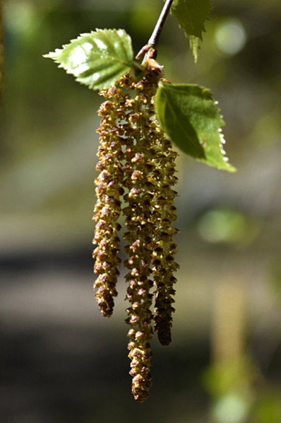 Vårtbjörk, Betula pendula, björk