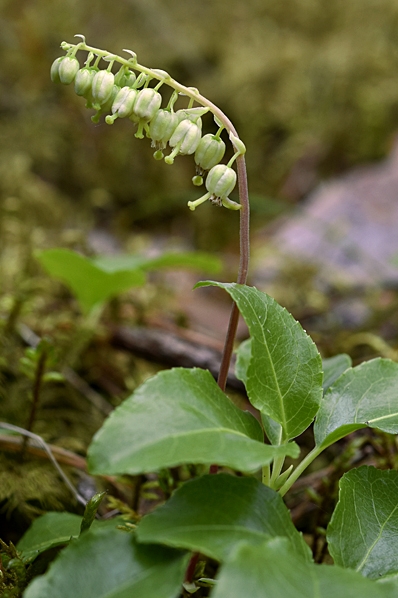 Björkpyrola, Orthilia secunda