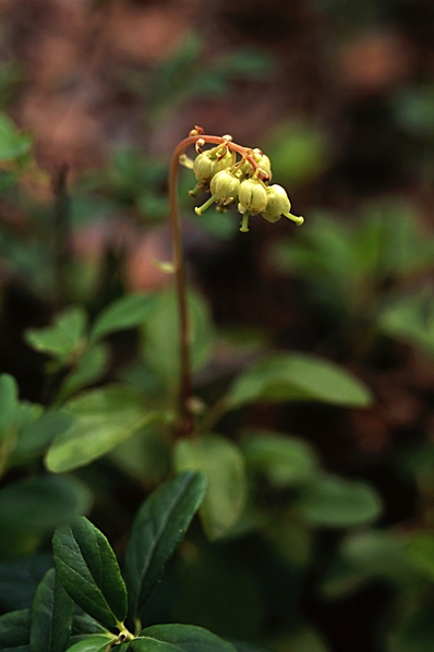 Björkpyrola, Orthilia secunda