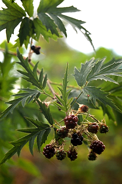 Flikbjörnbär, Rubus laciniatus