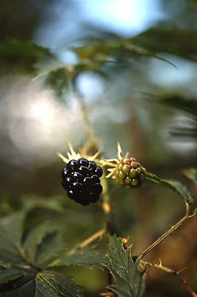 Flikbjörnbär, Rubus laciniatus