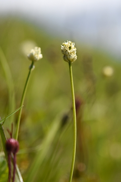 Björnbrodd, Tofieldia pusilla